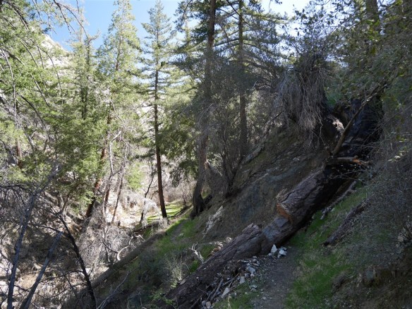 Evidence of trail maintenance in several spots (like cutting a notch out of the tree in this photo) and lack of poodle-dog bush make the trail down to the camp easier to traverse now compared to 2012.