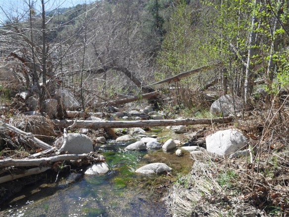 One of the many areas along the stream obstructed with fallen trees and other debris from the Station Fire of 2009.