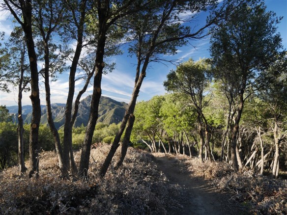 A rare combination of shade and view created by the cutting of the lower limbs of all the trees still standing and the cutting down of the dead ones.