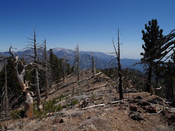 View looking down Copter Ridge near Mt. Hawkins.