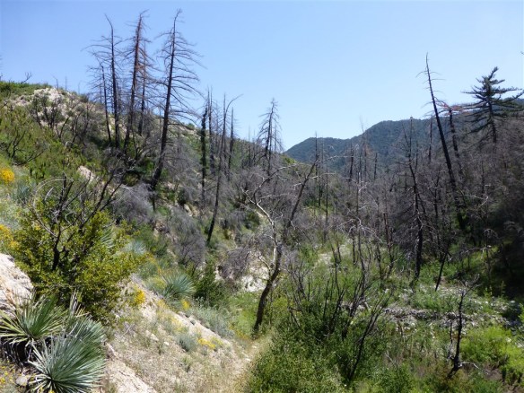View down Shortcut Canyon on April 29, 2012. Note the slight pan to the left to capture Oak tree regrowth.