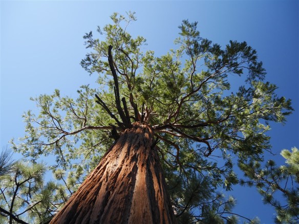 One of many pauses to take a moment and enjoy viewing elements in the landscape. I like looking at the interplay between light and shade when looking at a tree's canopy from below.