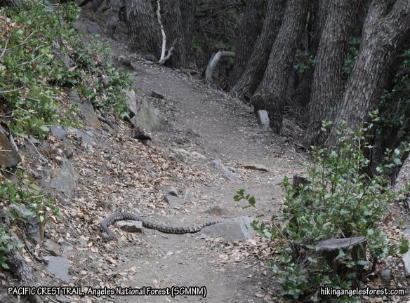 The branch that wasn't along the Pacific Crest Trail on my way back to Grassy Hollow from Big Horn Mine.
