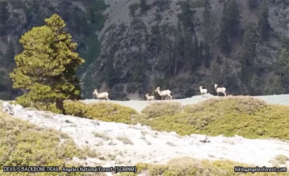 Five Bighorn Sheep at the saddle between Mt. Baldy and Mt. Harwood along the Devil's Backbone Trail.