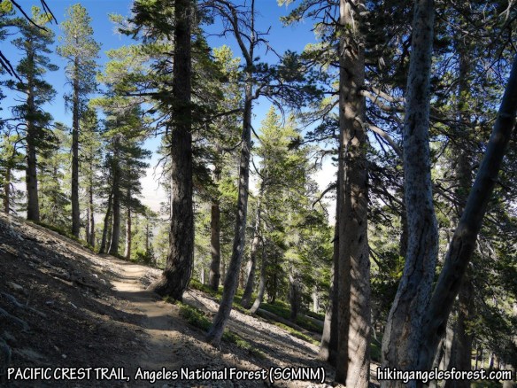 Pacific Crest Trail heading toward Vincent Gap from Mt. Baden-Powell