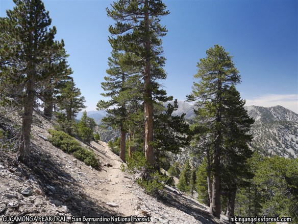 View with Mt. Baldy in the background from the Cucamonga Peak Trail.