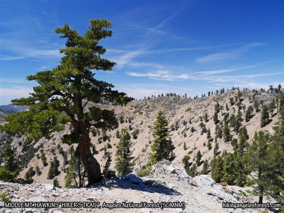 View from the Middle Mt. Hawkins "Hiker's Trail" looking across to the ridge leading down to Windy Gap.
