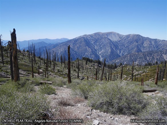 View toward Mt. Baden-Powell and Mt. Baldy from the Ontario Peak Trail.