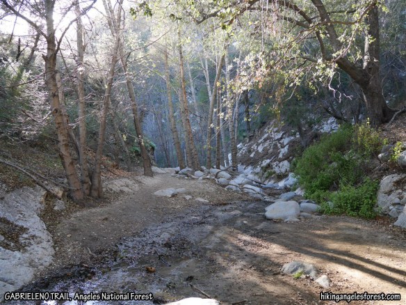 Gabrieleno Trail between the Switzer Picnic Area and the JCT with the Bear Canyon Trail (1-2-2016).
