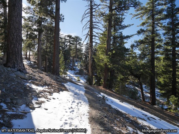 The Mount Waterman Trail above the junction leading to Twin Peaks.