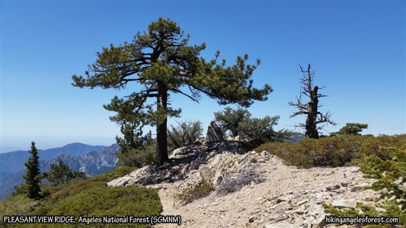 Pleasant View Ridge between Mt. Williamson and the JCT with the Pacific Crest Trail.