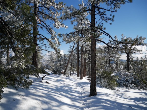 My favorite hike in Angeles Forest this quarter was hike #3, my snowshoeing trek to Mt. Hillyer.