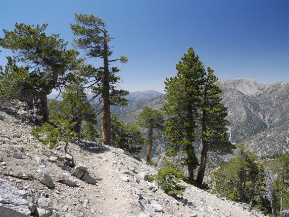 My favorite hike in Angeles National Forest this quarter was hike #29 on May 12 to Ontario Peak in large part due to seeing a bear in Icehouse Canyon.