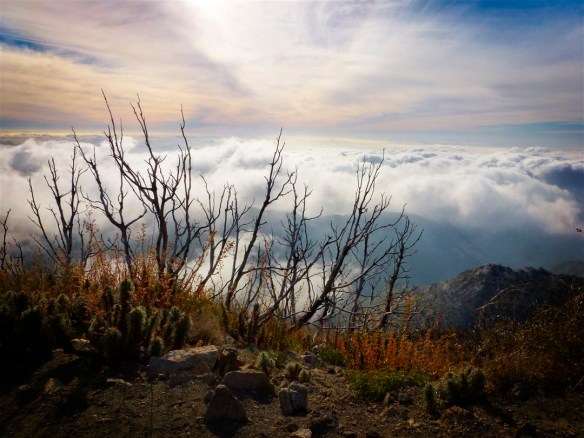 San Gabriel Peak (elevation 6,161') is the highest peak in the front range of the San Gabriel Mountains and commands expansive and unobstructed 360-degree views from the small flat area on its summit. It is the one peak in the front range that the clouds go around instead of over. Sitting on the bench and spending a while watching the clouds engulf the peaks below (including Mt. Wilson to the east, leaving only its antennas in view) is among my favorite experiences hiking in Angeles National Forest. On occasion, I've changed plans to go to a different spot in the forest when driving toward Red Box and realizing another great opportunity to have this kind of experience was emerging.