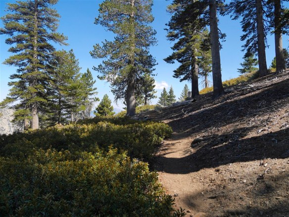 Throop Peak (elevation 9,138') is located a short (but steep) way up from the junction of the Pacific Crest Trail and the Dawson Saddle Trail (one of my favorites). Its location makes it an easy destination to add to longer hikes reaching several other peaks along the Pacific Crest Trail nearby. Its north face typically holds onto snow after Angeles Crest Highway re-opens between Vincent Gap and Islip Saddle in the spring. At comparatively high elevation, Throop Peak's north face also supports an excellent grove of Lodgepole Pines--a great spot to enjoy them is to sit on a log just below the peak and rest in their shade.